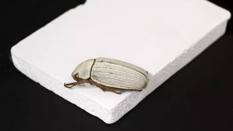 $!Este desarrollo imita el recubrimiento natural de una de las especies de escarabajo.