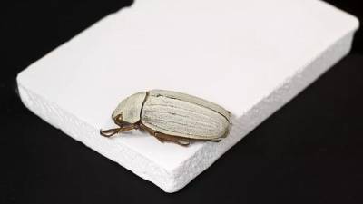 $!Este desarrollo imita el recubrimiento natural de una de las especies de escarabajo.