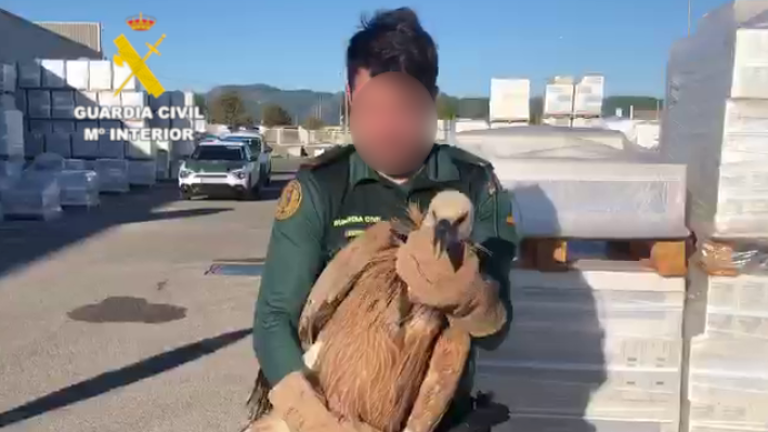 Rescatan un buitre leonado en una empresa cerámica de Onda